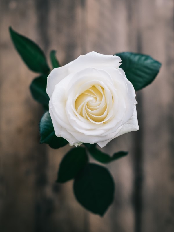 Rosenfarben und ihre Bedeutung – So treffen Sie die richtige Wahl für jeden Anlass weiße rosen hochzeit