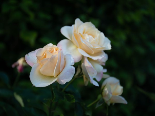 Rosenfarben und ihre Bedeutung – So treffen Sie die richtige Wahl für jeden Anlass weiße rosen prachtvoll