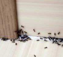 Ungebetene Hausgäste: nachhaltig gegen Insekten im Haus und Wohnung vorgehen