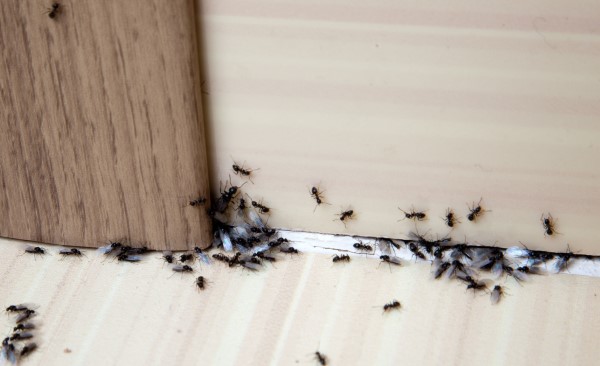 Ungebetene Hausgäste nachhaltig gegen Insekten im Haus und Wohnung vorgehen ameisen im haus