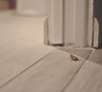 Ungebetene Hausgäste: nachhaltig gegen Insekten im Haus und Wohnung vorgehen