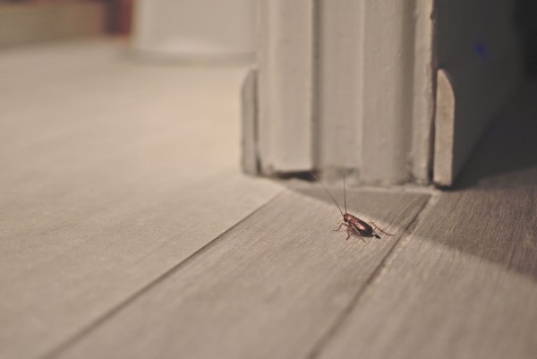 Ungebetene Hausgäste nachhaltig gegen Insekten im Haus und Wohnung vorgehen kakerlacke schabe zuhause