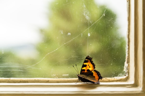Ungebetene Hausgäste nachhaltig gegen Insekten im Haus und Wohnung vorgehen schmetterling am fenster zuhause