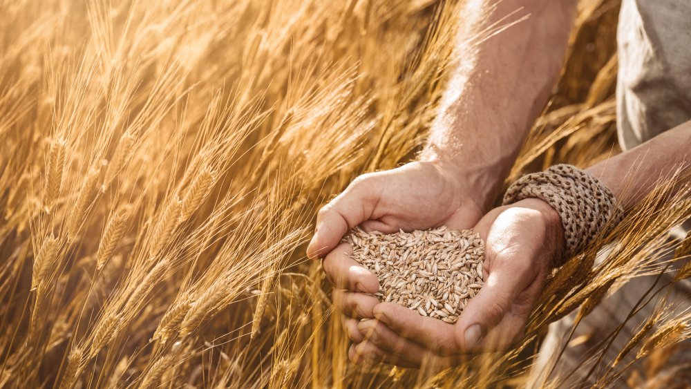 7 alte Getreidesorten, die schmackhaft und gesund sind!