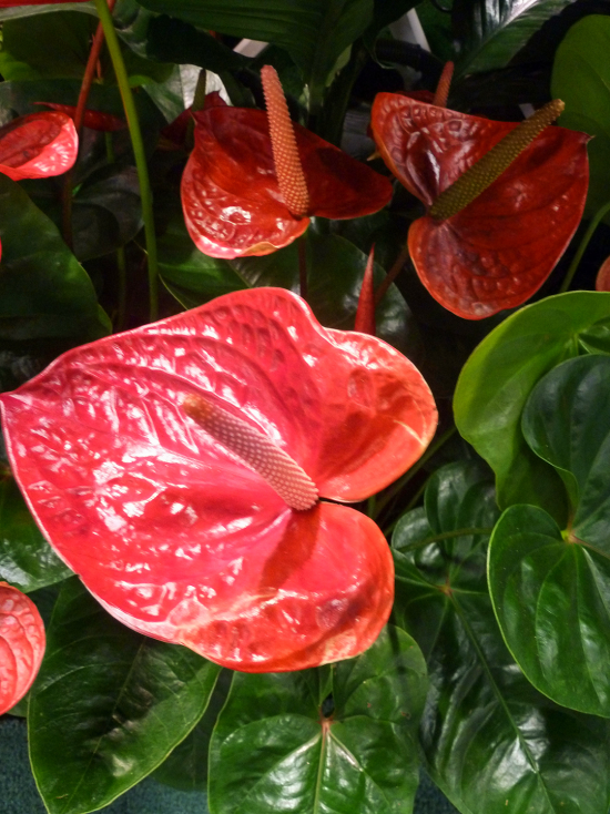 blühende Zimmerpflanzen Anthurie sehr attraktive Erscheinung rote Blüten symbolisiert männliche Kraft