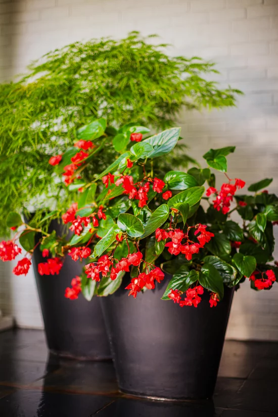 blühende Zimmerpflanzen Begonien viele Arten kleine rote Blüten attraktive Dako zu Hause