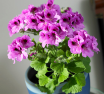 Blühende Zimmerpflanzen bringen mehr Farbe in Ihre Innenräume