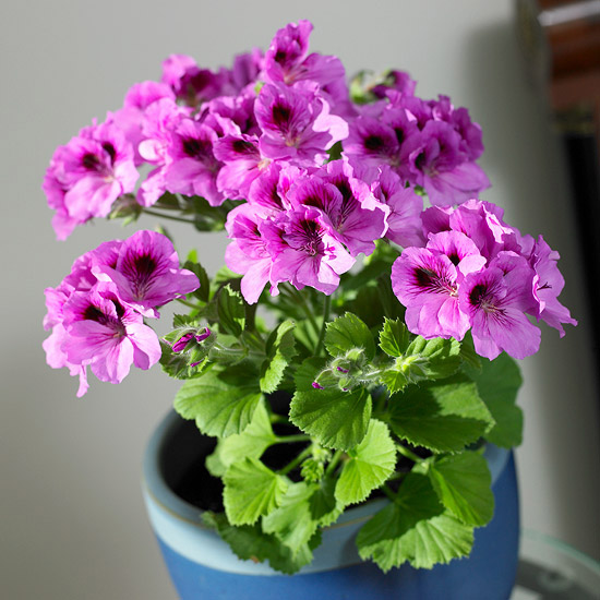 blühende Zimmerpflanzen Geranie pflegeleicht schöne rosa Blüten Hingucker drinnen und draußen