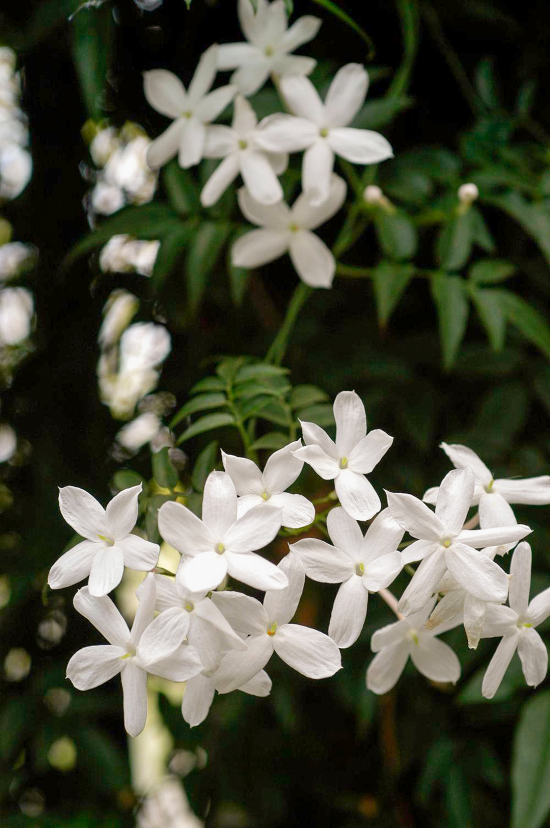 blühende Zimmerpflanzen Jasmin zarte kleine weiße Blüten herrlicher Duft Blickfang