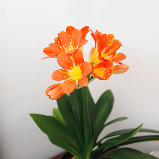 blühende Zimmerpflanzen Klivie orangefarbene Blüten Blickfang im Raum