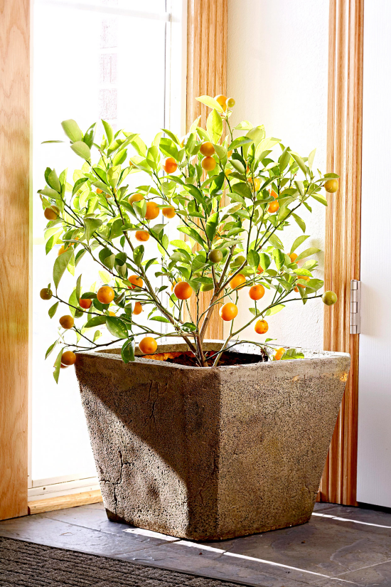 blühende Zimmerpflanzen Orangenbaum im Topf an der Fensterbank viel Sonnenlicht Hingucker im Raum