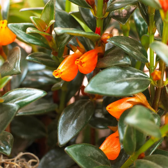blühende Zimmerpflanzen orangenfarbene trichterförmige Blüten glänzende dunkelgrüne Blätter