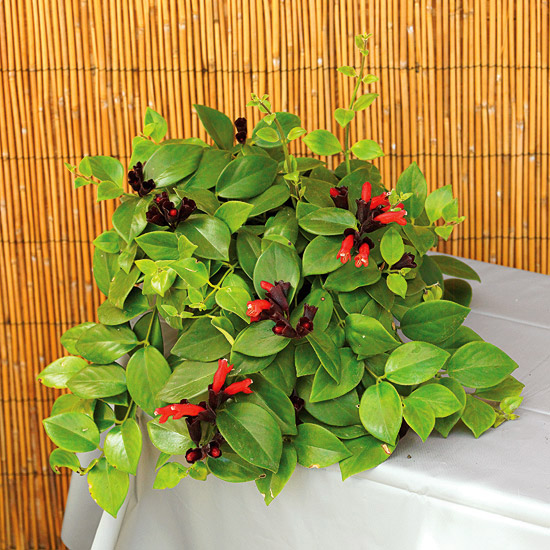 blühende Zimmerpflanzen schöne hellgrüne Blätter kleine rote Blüten Hingucker im Raum