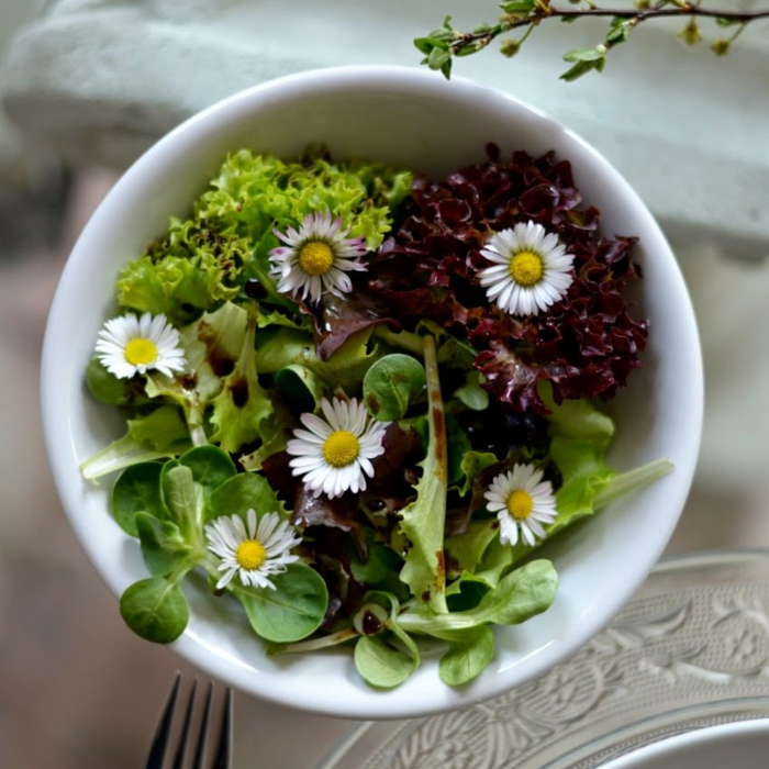 essbare wildkräuter gänseblümchen salat