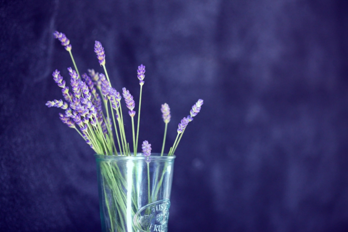 kräuterlexikon heilpflanzen strauss lavendel