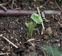 Gartenplanung 2021 – Wer möchte Ranunkeln pflanzen?