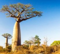 Warum ist die Baobab-Frucht gesund? – Wissenswertes über das Superfood