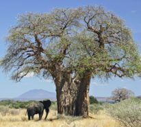 Warum ist die Baobab-Frucht gesund? – Wissenswertes über das Superfood