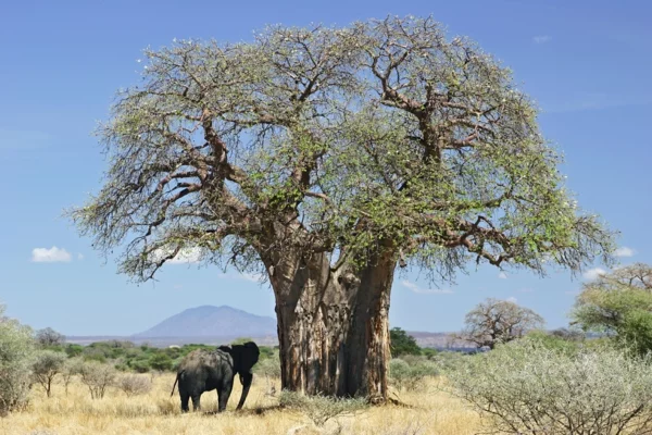 Baobab-Frucht und Pulver Superfrucht aus Afrika Boabab Baum