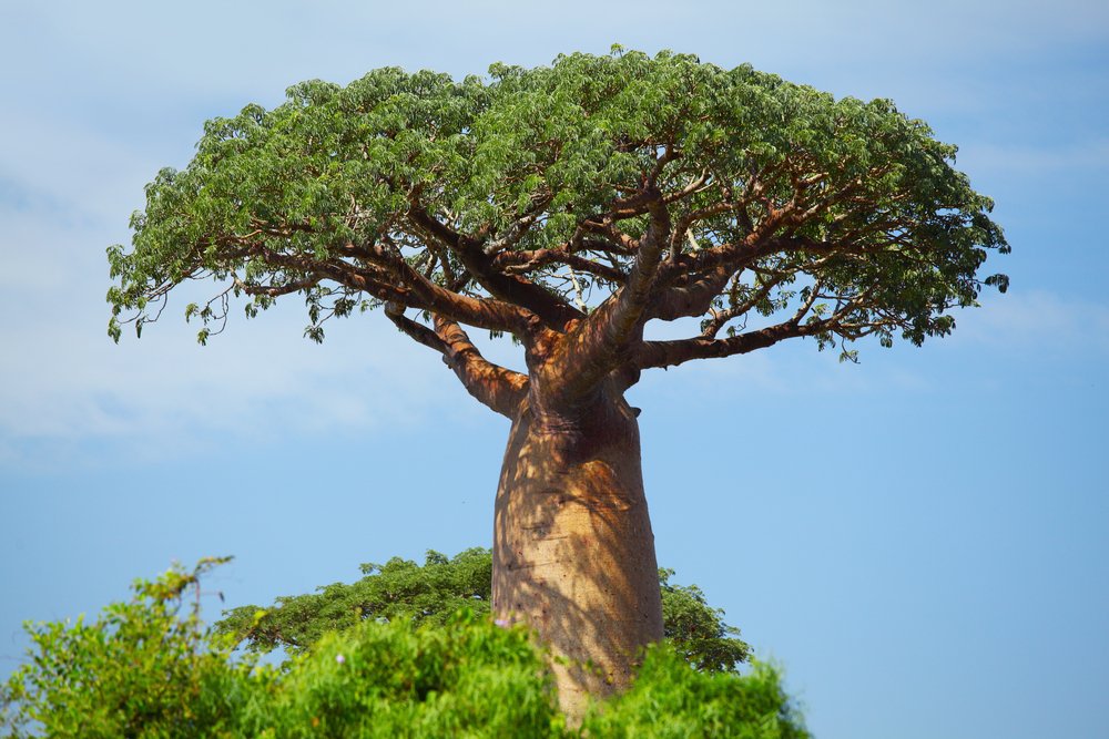 how much space to leave between each baobab tree