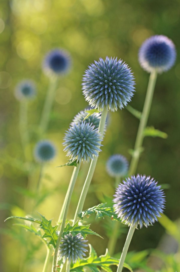 Blaue Frühlingsblumen im Topf und Garten – prachtvolle Arten und Pflegetipps Echinops bannaticus kugeldistel