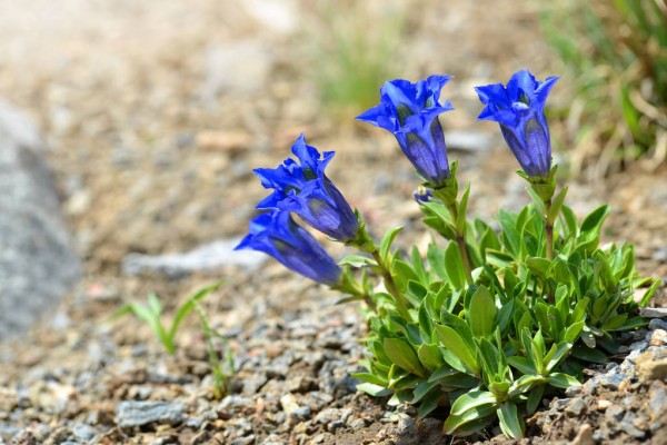 Blaue Frühlingsblumen im Topf und Garten – prachtvolle Arten und Pflegetipps Enziane in blau