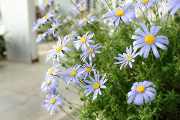 Blaue Frühlingsblumen im Topf und Garten – prachtvolle Arten und Pflegetipps Kapaster Felicia amelloides blau