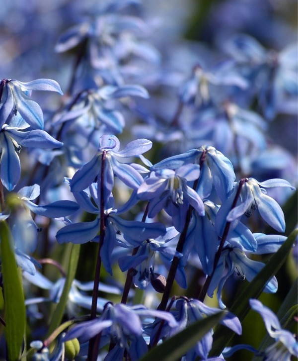 Blaue Frühlingsblumen im Topf und Garten – prachtvolle Arten und Pflegetipps Sibirische Blaustern blau schön klein
