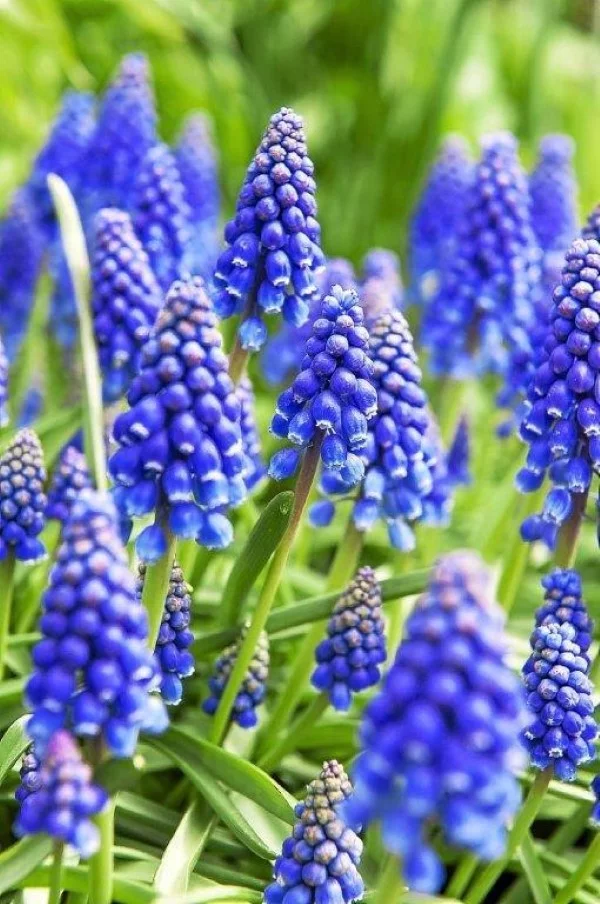 Blaue Frühlingsblumen im Topf und Garten – prachtvolle Arten und Pflegetipps Traubenhyazinthen blau schön