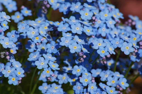 Blaue Frühlingsblumen im Topf und Garten – prachtvolle Arten und Pflegetipps Vergissmeinnicht schön blau