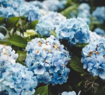 Blaue Frühlingsblumen im Topf und Garten – prachtvolle Arten und Pflegetipps