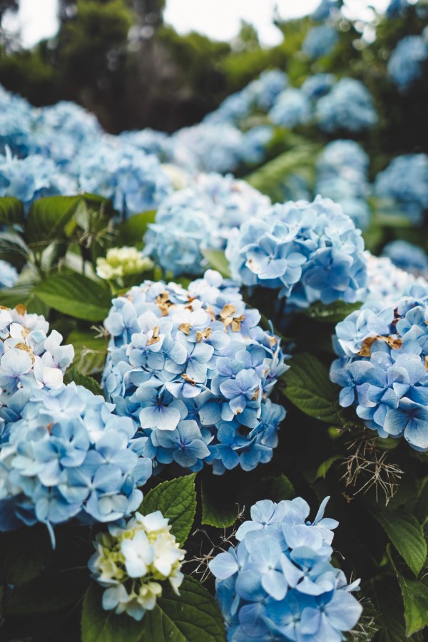 Blaue Frühlingsblumen im Topf und Garten – prachtvolle Arten und Pflegetipps blasse blaue hortensien