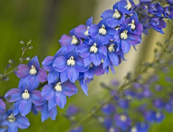 Blaue Frühlingsblumen im Topf und Garten – prachtvolle Arten und Pflegetipps blau Delphinium rittersporn