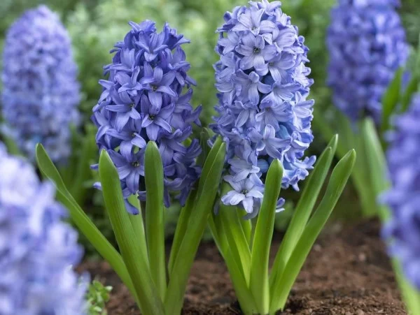 Blaue Frühlingsblumen im Topf und Garten – prachtvolle Arten und Pflegetipps gewöhnliche hyazinthen blau