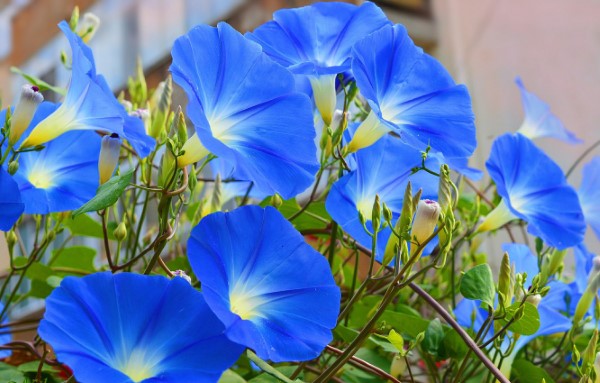 Blaue Frühlingsblumen im Topf und Garten – prachtvolle Arten und Pflegetipps himmelblaue prunkwinde