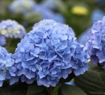 Blaue Frühlingsblumen im Topf und Garten – prachtvolle Arten und Pflegetipps
