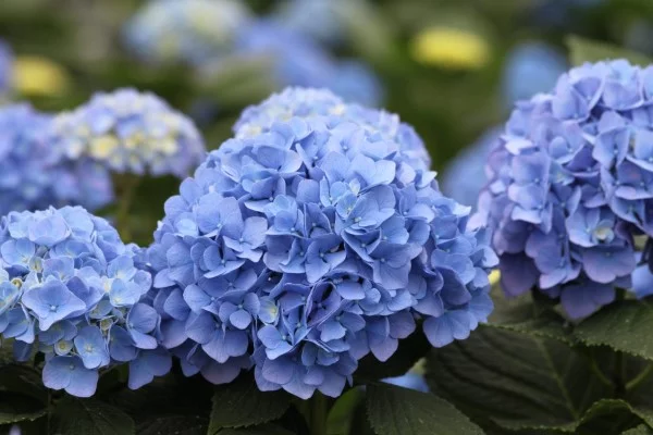 Blaue Frühlingsblumen im Topf und Garten – prachtvolle Arten und Pflegetipps hortensien schön blau