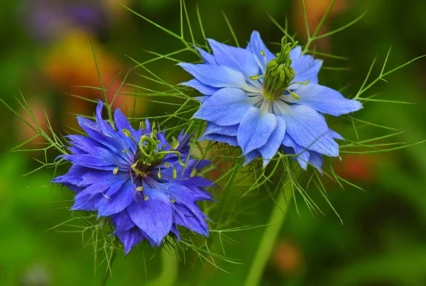 Blaue Frühlingsblumen im Topf und Garten – prachtvolle Arten und Pflegetipps jungfer im grünen Nigella damascena blau