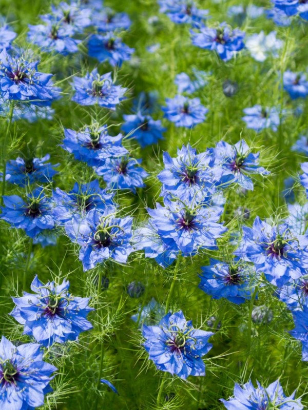 Blaue Frühlingsblumen im Topf und Garten – prachtvolle Arten und Pflegetipps jungfer im grünen blau Nigella damascena