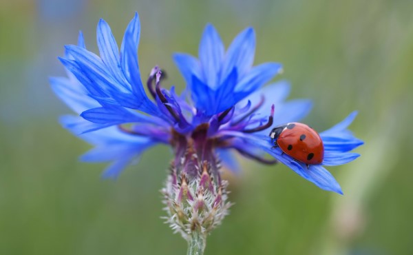 Blaue Frühlingsblumen im Topf und Garten – prachtvolle Arten und Pflegetipps kornblume blau marienkäfer