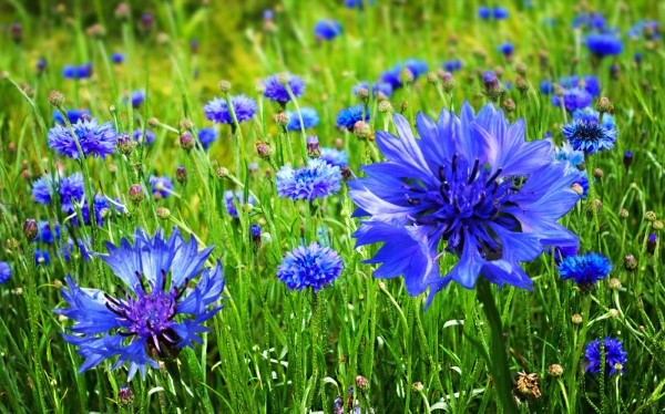 Blaue Frühlingsblumen im Topf und Garten – prachtvolle Arten und Pflegetipps kornblume feld blau