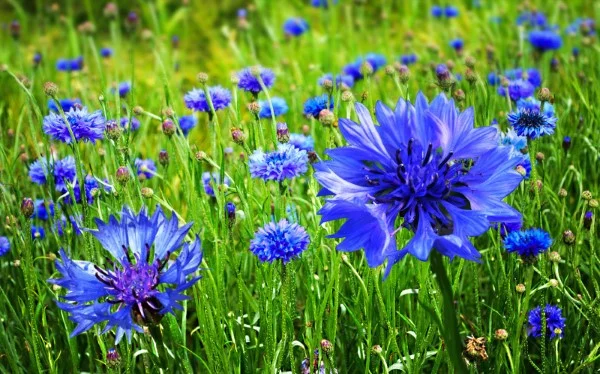 Blaue Frühlingsblumen im Topf und Garten – prachtvolle Arten und Pflegetipps kornblume feld blau
