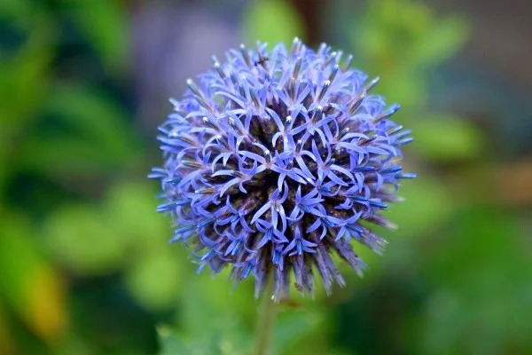 Blaue Frühlingsblumen im Topf und Garten – prachtvolle Arten und Pflegetipps kugeldistel blau niedlich
