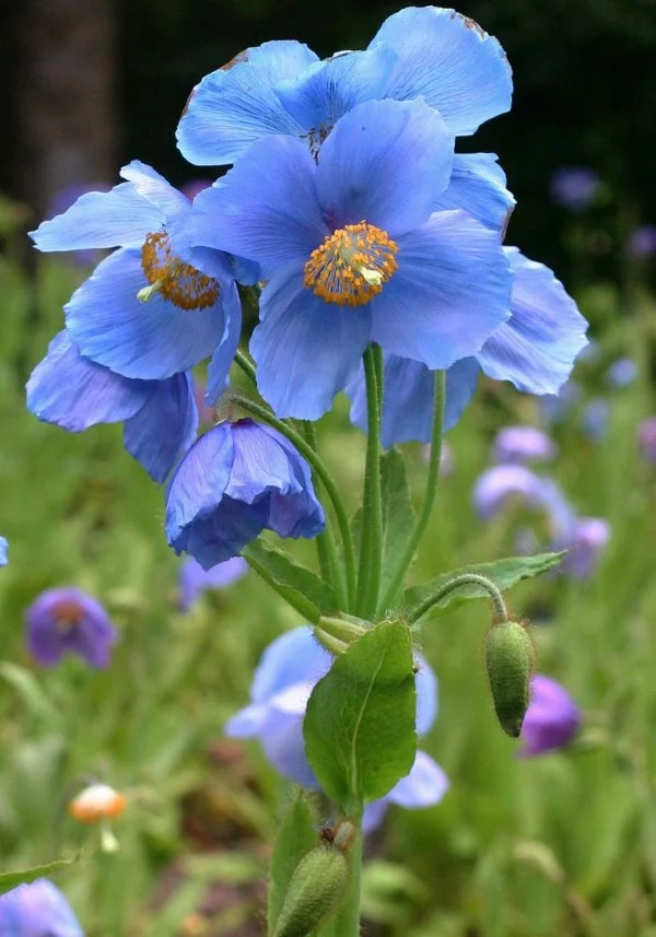 Blaue Frühlingsblumen im Topf und Garten – prachtvolle Arten und Pflegetipps mohn blau tibet