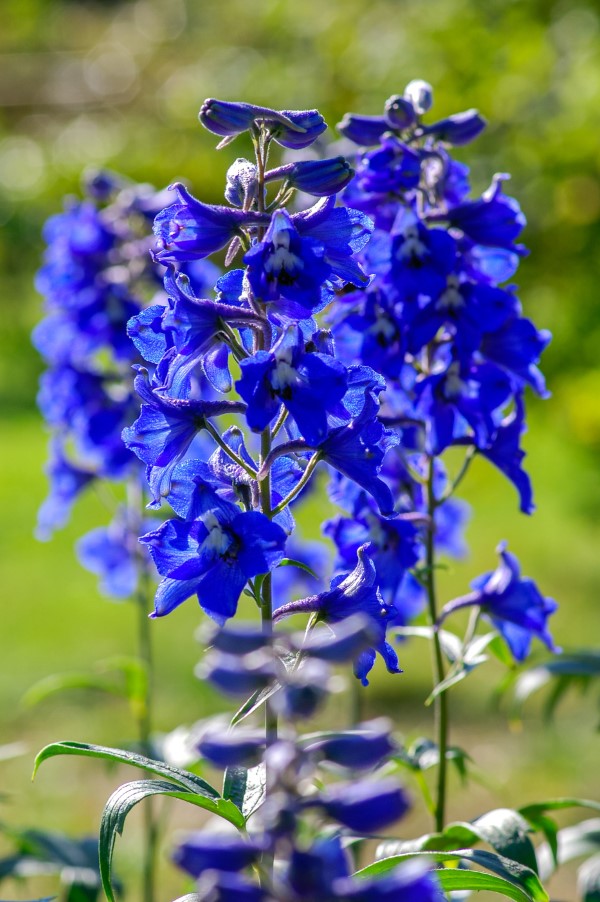 Blaue Frühlingsblumen im Topf und Garten – prachtvolle Arten und Pflegetipps rittersporn Delphinium