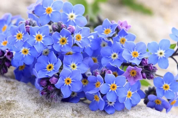 Blaue Frühlingsblumen im Topf und Garten – prachtvolle Arten und Pflegetipps schöne blaue vergissmeinnicht blumen