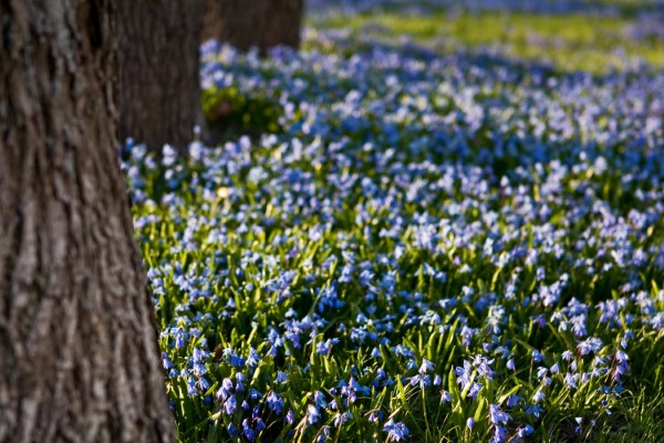 Blaue Frühlingsblumen im Topf und Garten – prachtvolle Arten und Pflegetipps sibirische blausterne Scilla siberica