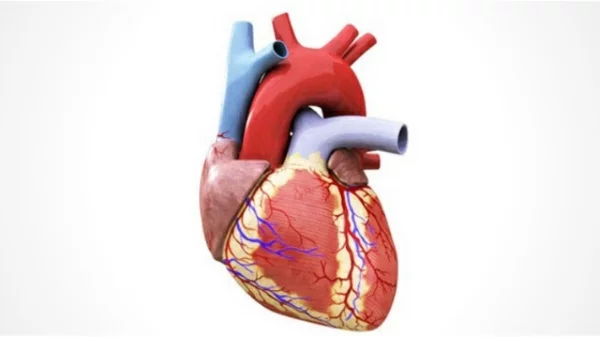 Die gesundheitlichen Vorteile von L-Prolin gesundes Herz