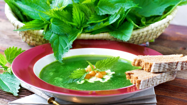  Maundy Πέμπτη πράσινο φαγητό παραδοσιακές συνταγές πράσινη σούπα τσουκνίδας που τρώγεται συχνά με τοστ. Κατά τον Μεσαίωνα οι μετανοητές ονομάστηκαν με τη λατινική λέξη "virides" (οι "Πράσινοι"). Η Πέμπτη Maundy μπορεί να είναι η κυριολεκτική μετάφραση του λατινικού «die viridium» ως «Ημέρα των Πρασίνων». Στην χριστιανική πίστη, το πράσινο είναι ένα λειτουργικό χρώμα που σημαίνει φρέσκο, ανανεωμένο και χωρίς αμαρτία. Υπάρχει επίσης μια θεωρία: το όνομα Maundy Thursday επιστρέφει στο παλιό έθιμο από τον 14ο αιώνα για να τρώει μόνο πράσινα λαχανικά αυτήν την ημέρα. Είναι το ίδιο σήμερα. Δεν τρώτε κρέας την Πέμπτη πριν από το Πάσχα, είναι ακόμα Σαρακοστή. Στη συνέχεια, πηγαίνετε στον κήπο ή στο δάσος και μαζεύετε πράσινα βότανα όπως <a href=