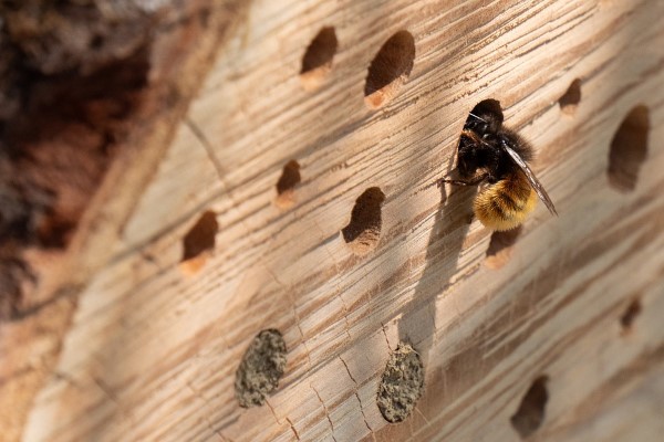 Insektenhotel basteln und den Frühlingsgarten mit freudigen Summen erfüllen biene kriecht durch loch